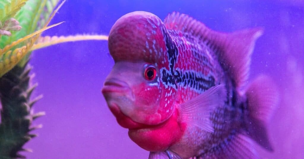 Cá Flowerhorn cichlid đẹp trong bể nước với nền màu xanh.