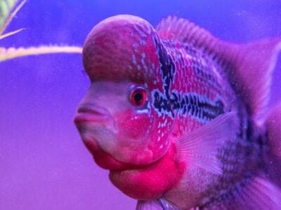 A Flowerhorn Fish