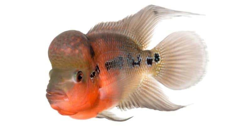 Flowerhorn cichlid, isolated on white.