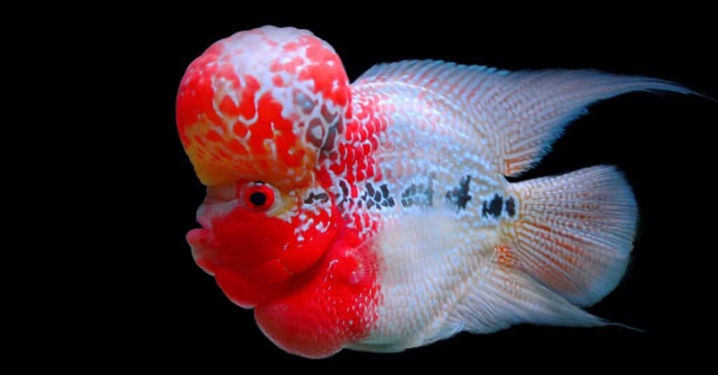 Flowerhorn cichlid fish isolated on black background.