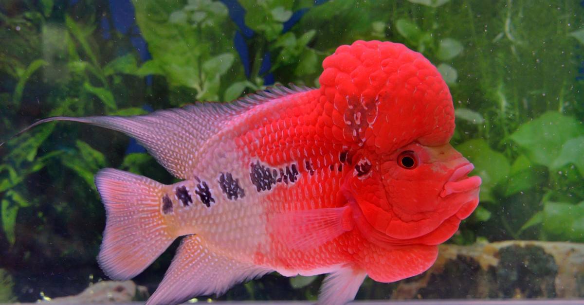 Red Flowerhorn swimming in a fish tank.