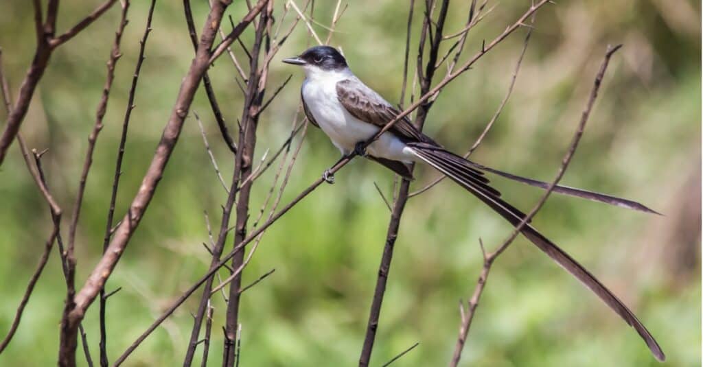 Fork-tailed Flycatcher