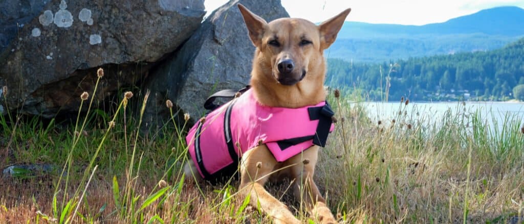 A Formosan mountain dog wears a pink jacket