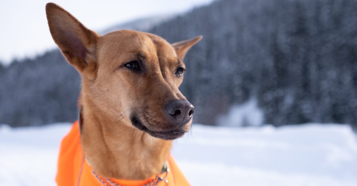 Formosan mountain dog in the snow