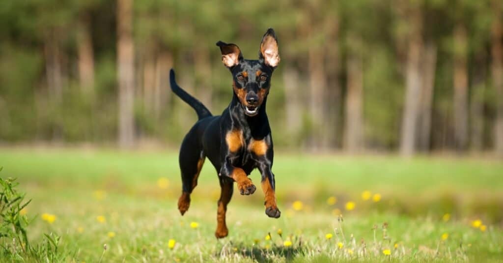 German store pinscher weight