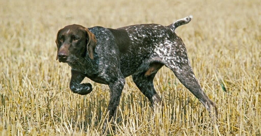 English Pointer vs German Shorthaired Pointer