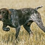 Bred to be instinctive hunting all-rounders, these multitasking dogs can hunt, point, and retrieve, and have been used to hunt quarry of all kinds, including rabbits, raccoons, game birds, and even deer.
