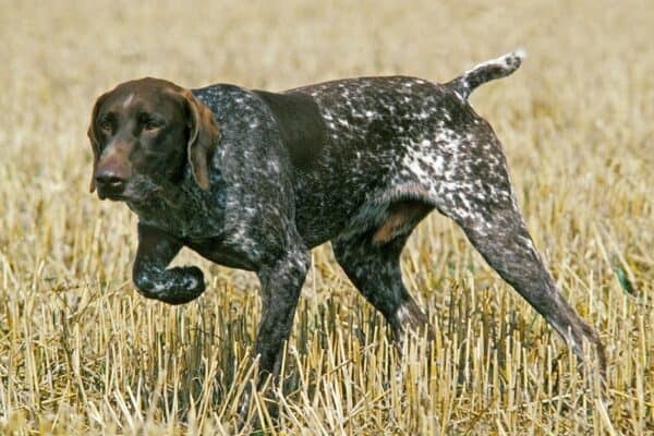 Bred to be instinctive hunting all-rounders, these multitasking dogs can hunt, point, and retrieve, and have been used to hunt quarry of all kinds, including rabbits, raccoons, game birds, and even deer.