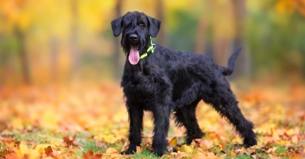 Giant schnauzer standing in leaves with tongue out
