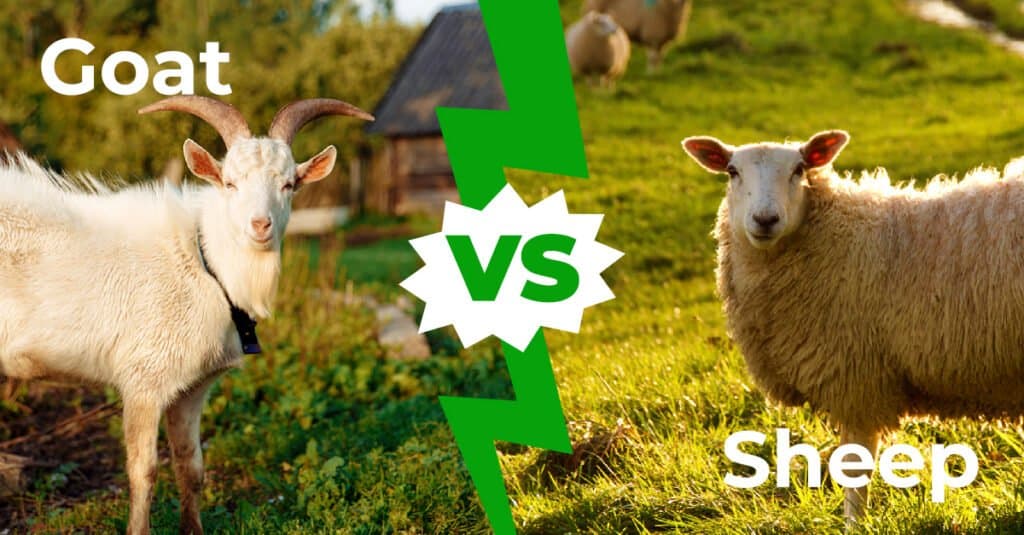 Sheep Eyes Vs. Goat Eyes: Is There a Difference? - IMP WORLD