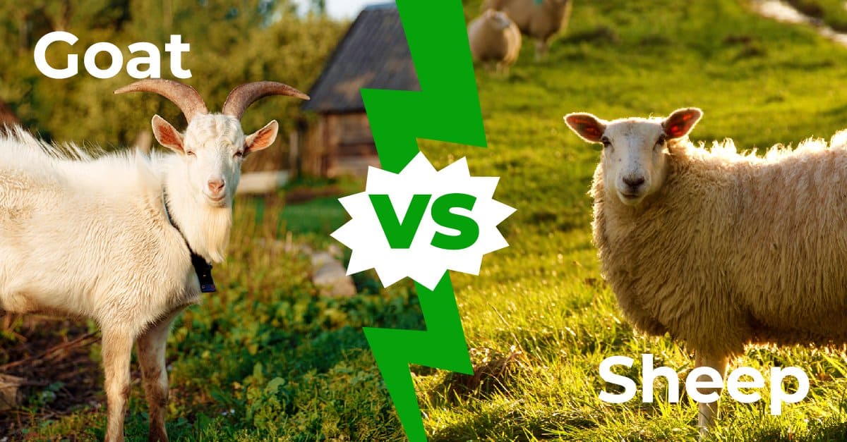 Goat vs Sheep: 6 Key Differences Explained - AZ Animals