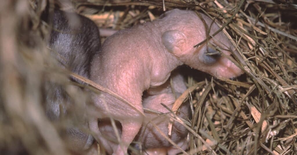 https://a-z-animals.com/media/2021/10/Grasshopper-Mouse-baby-1024x535.jpg