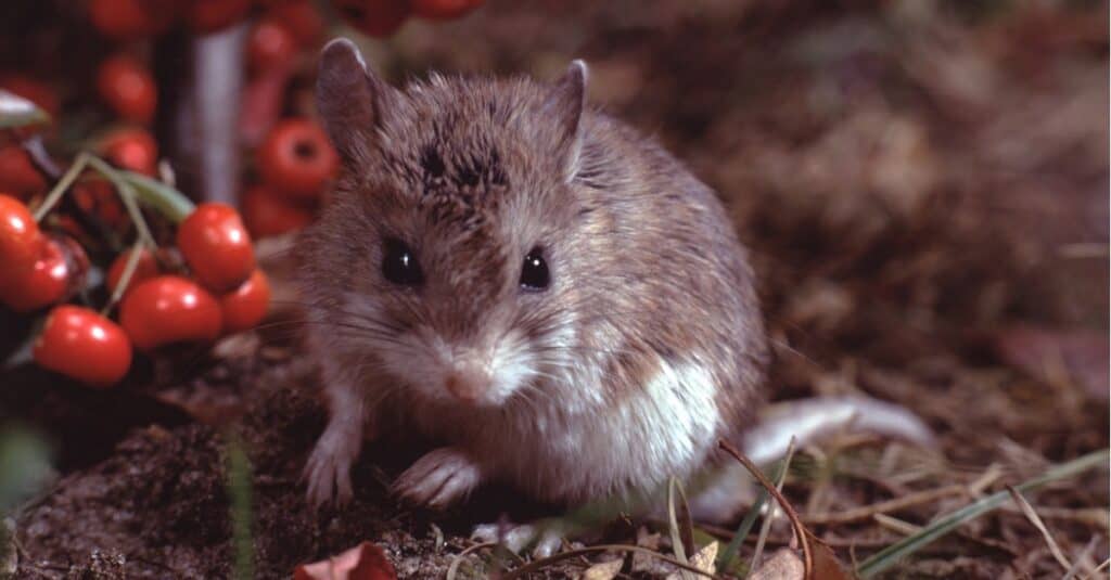 Northern Grasshopper Mouse babies in nest (Onychomys Leucogaster)