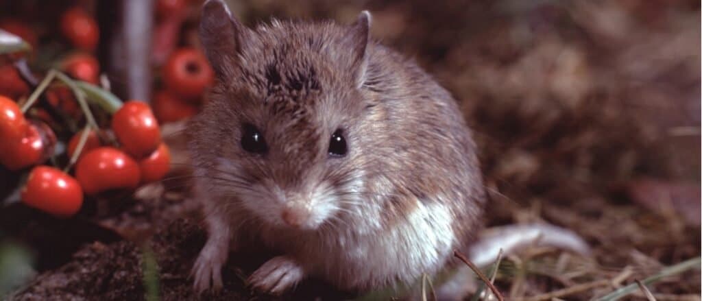 Grasshopper Mouse close-up