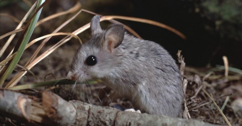 Northern Grasshopper Mouse (Onychomys leucogaster) on the forest floor.