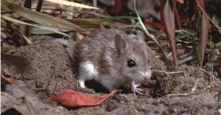 Grasshopper Mouse sitting on the ground.