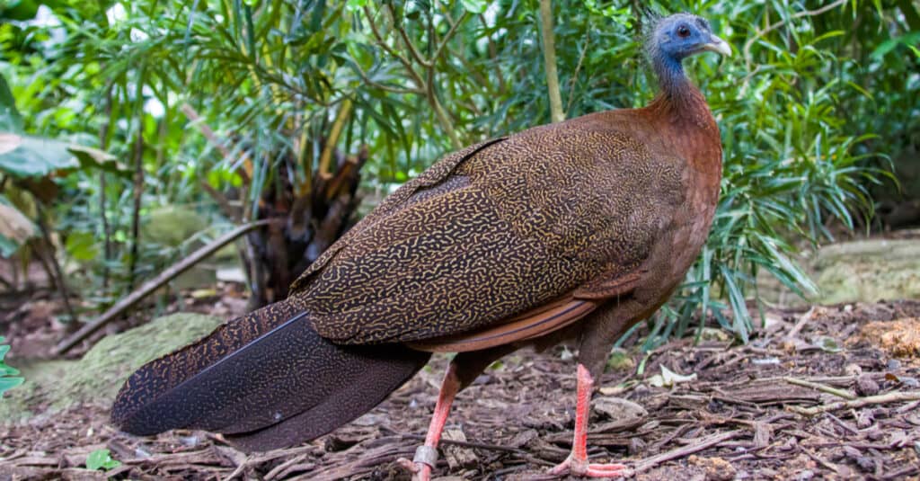 Great Argus Pheasant