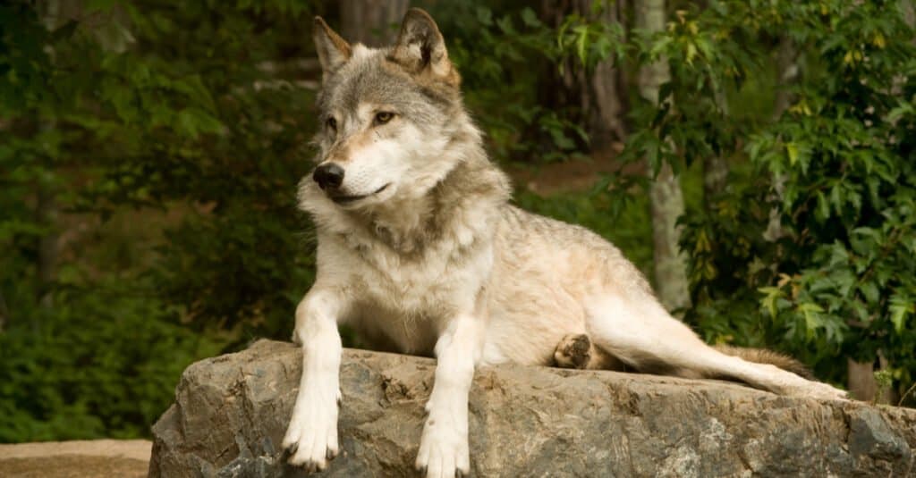 Great Plains Wolf