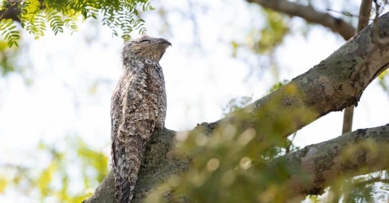 Great Potoo