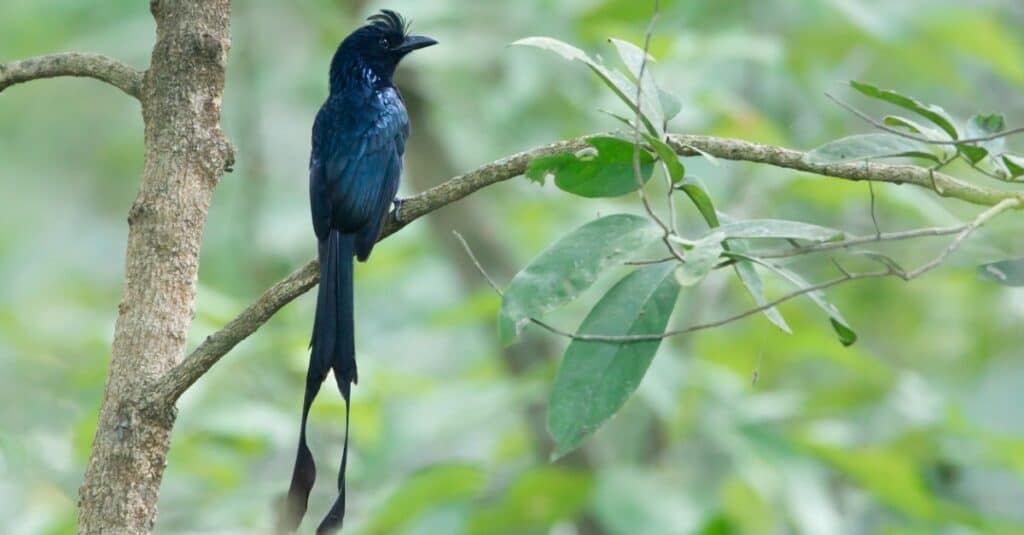 Greater Racket-tailed Drongo