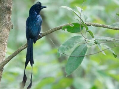 A 10 Birds With Incredibly Long Tails and What They Use Them For