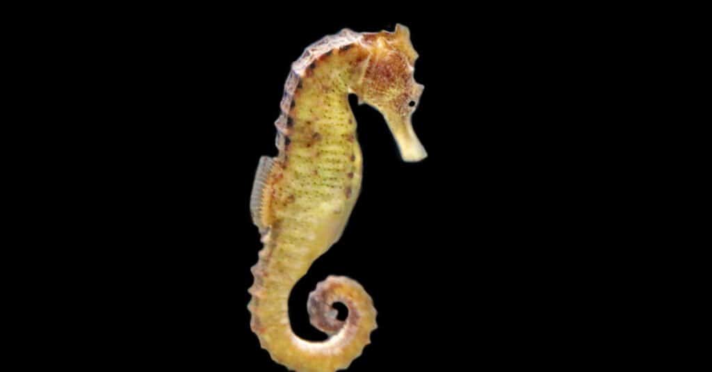 Largest seahorse - great seahorse