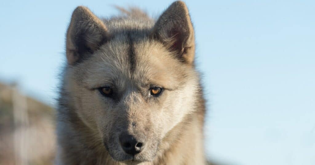 close up of a Greenland dog