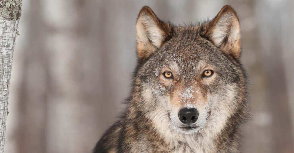 gray wolf in the snow