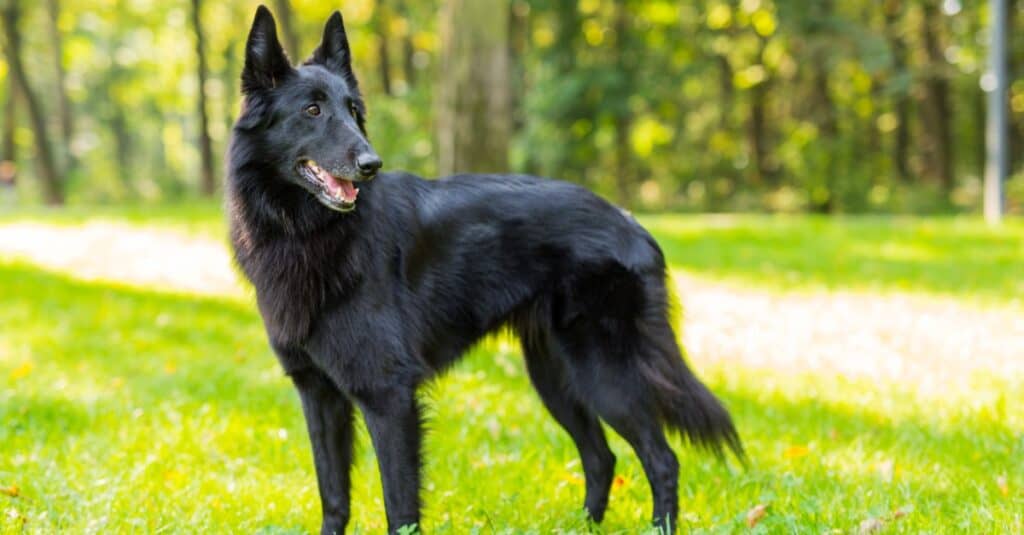 Beautiful Groenendael dog in the park.