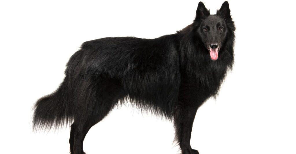 Groenendael isolated on a white background.