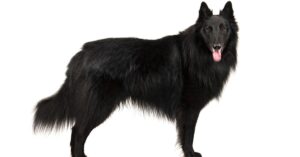 Belgian Tervuren vs Groenendael: What Are Their Differences? Picture