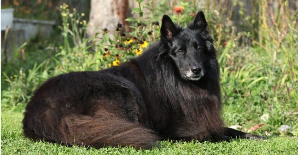 Nice Groenendael lying in the garden in front of some flowers.