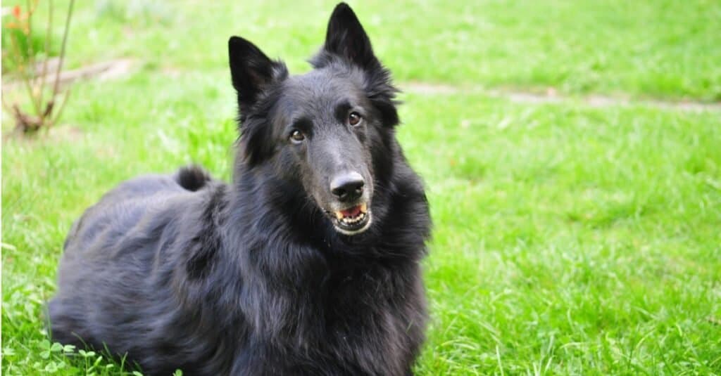 Groenendael lying on grass