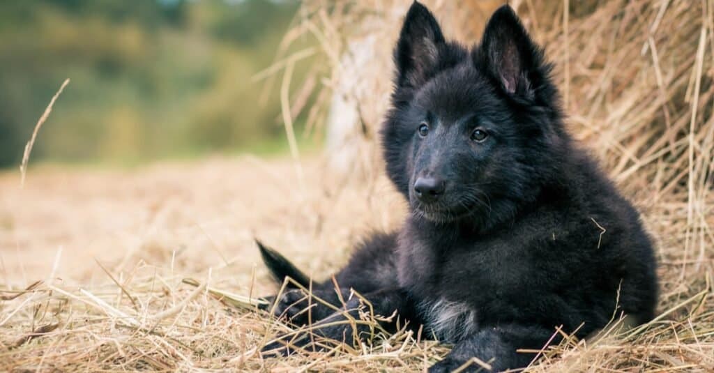 Groenendael puppy outside on the grass.