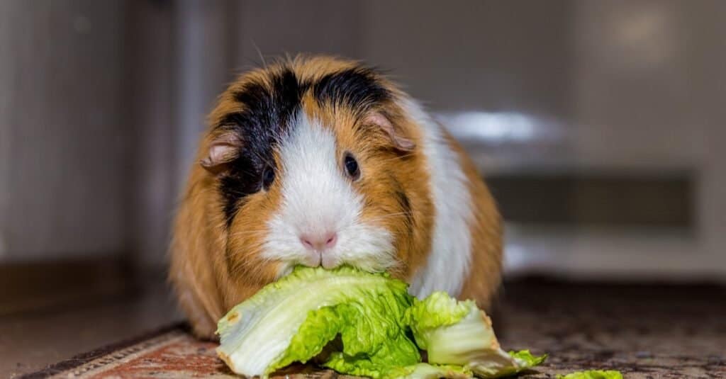 Center frame: Tricolored Guinea Pig, tan and white body with black patch above its right eye, frame left. The guinea pig is eating lettuce that is in from of it. The scene is indoors on a patterned rug or hallway runner that is ed and gold mostly. 