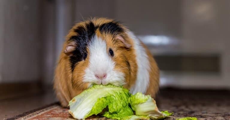 Guinea Pig Diet