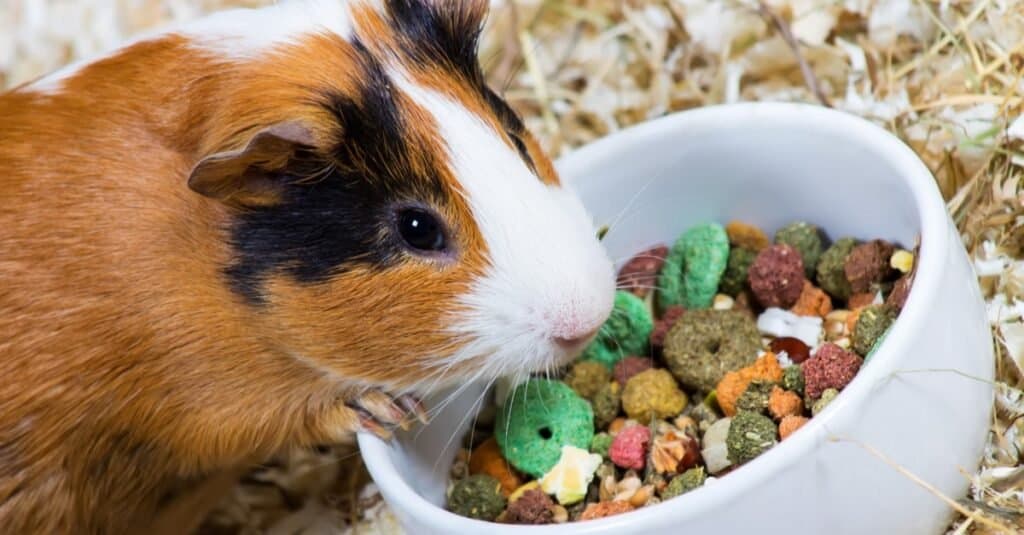 Guinea Pig Diet