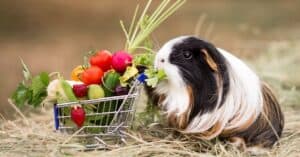 Guinea Pig Diet: What Do Guinea Pigs Eat? Picture