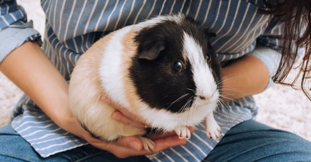 Guinea Pig Nail Clipping