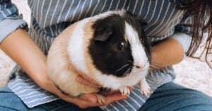 Guinea Pig Nail Clipping: How To Trim Guinea Pig Nails Picture