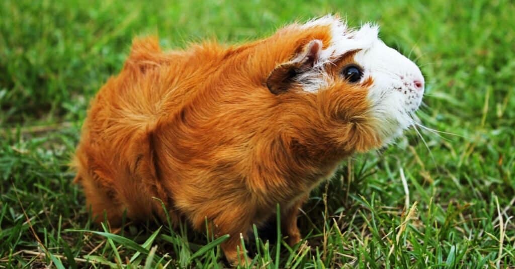 Guinea Pig Types-Abyssinian