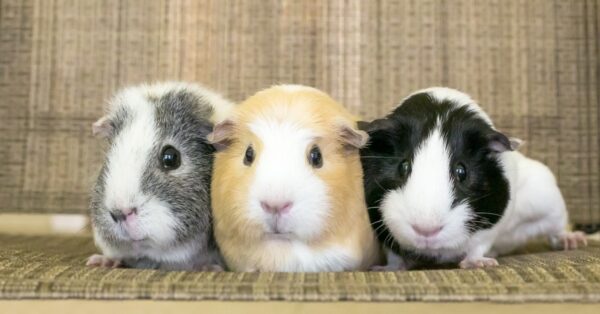 Guinea Pig Types: The Ultimate Guide To Guinea Pig Breeds - A-Z Animals