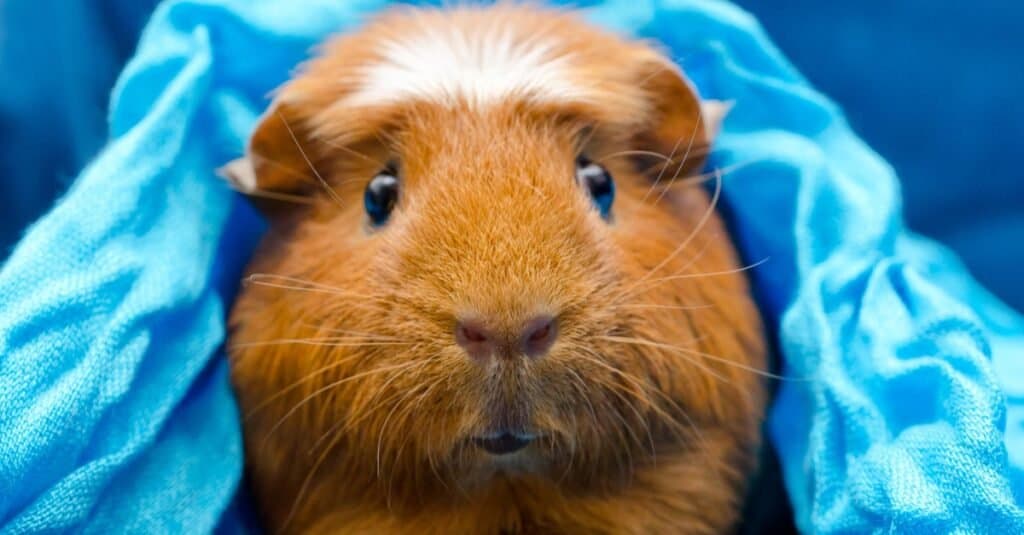 White Crested Guinea Pig