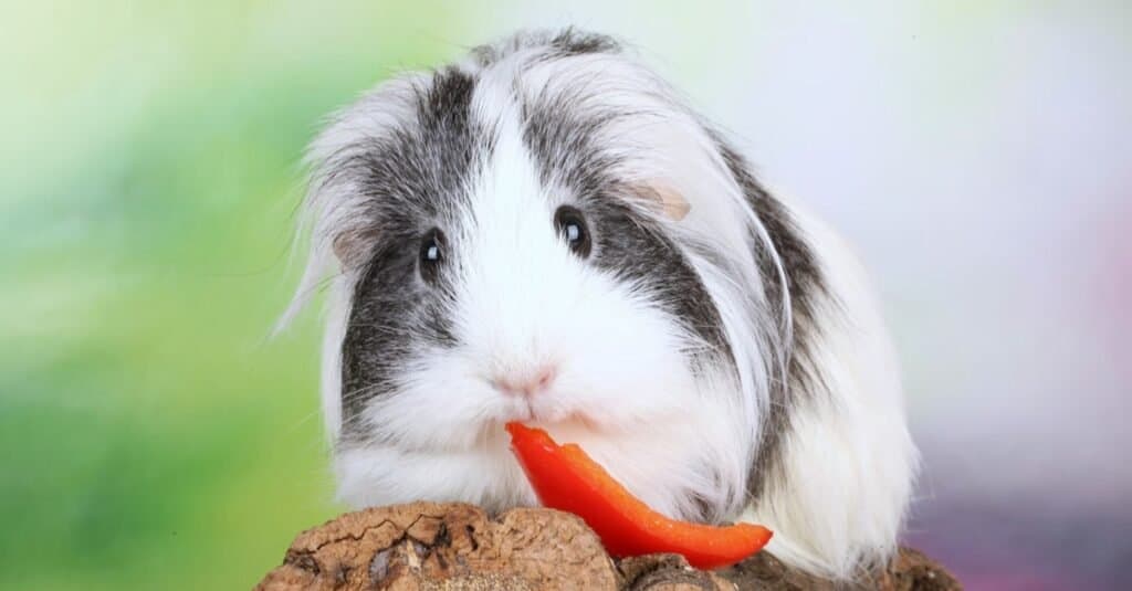 Guinea Pig Types-Coronet