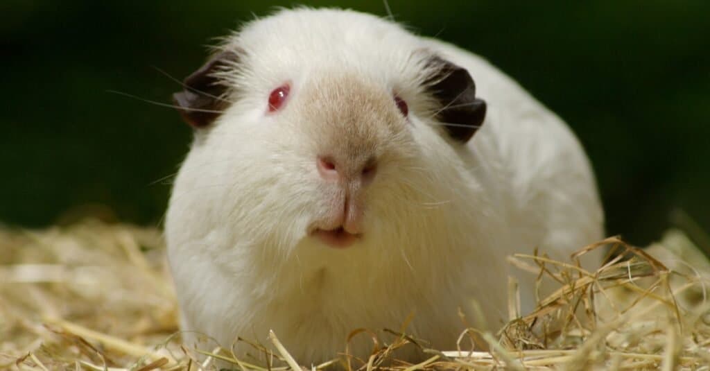 Guinea Pig Types-Himalayan