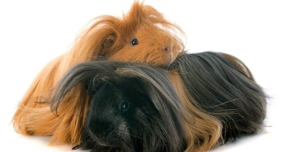 Guinea Pig Types-Peruvian