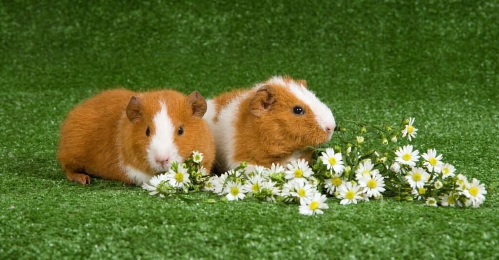 Guinea Pig Types-Rex