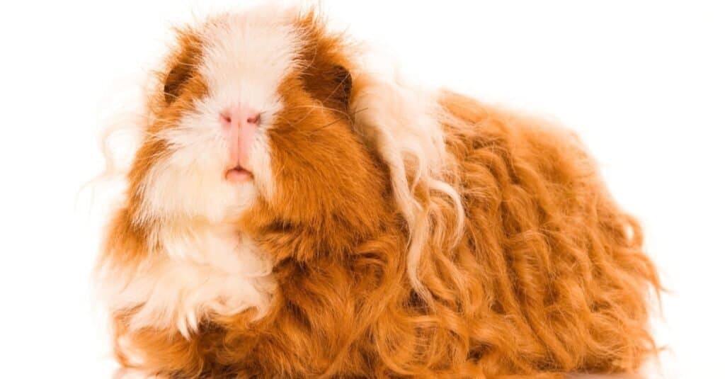 Guinea Pig Types-Texel