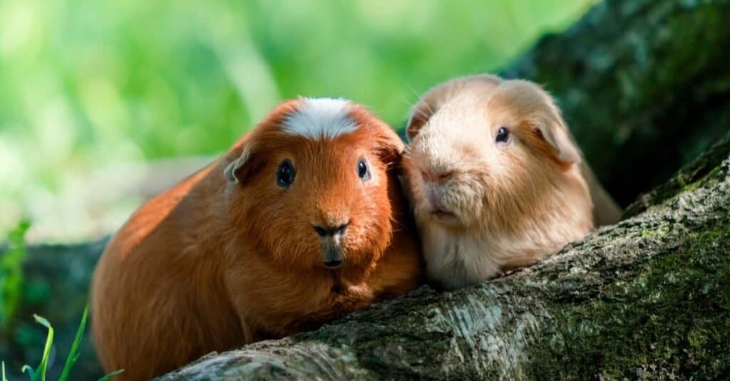 Two Golden Guinea Pigs