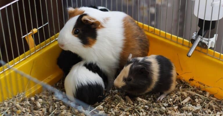 Guinea Pigs Pregnant-babies